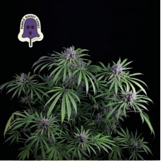 Семена конопли Purple Ghost Candy Феминизированные Seedsman seeds